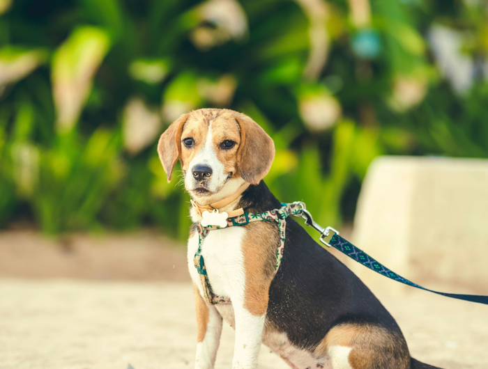 Comfort & Care for Your Pets